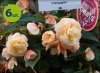 begonia Rosana Champagner